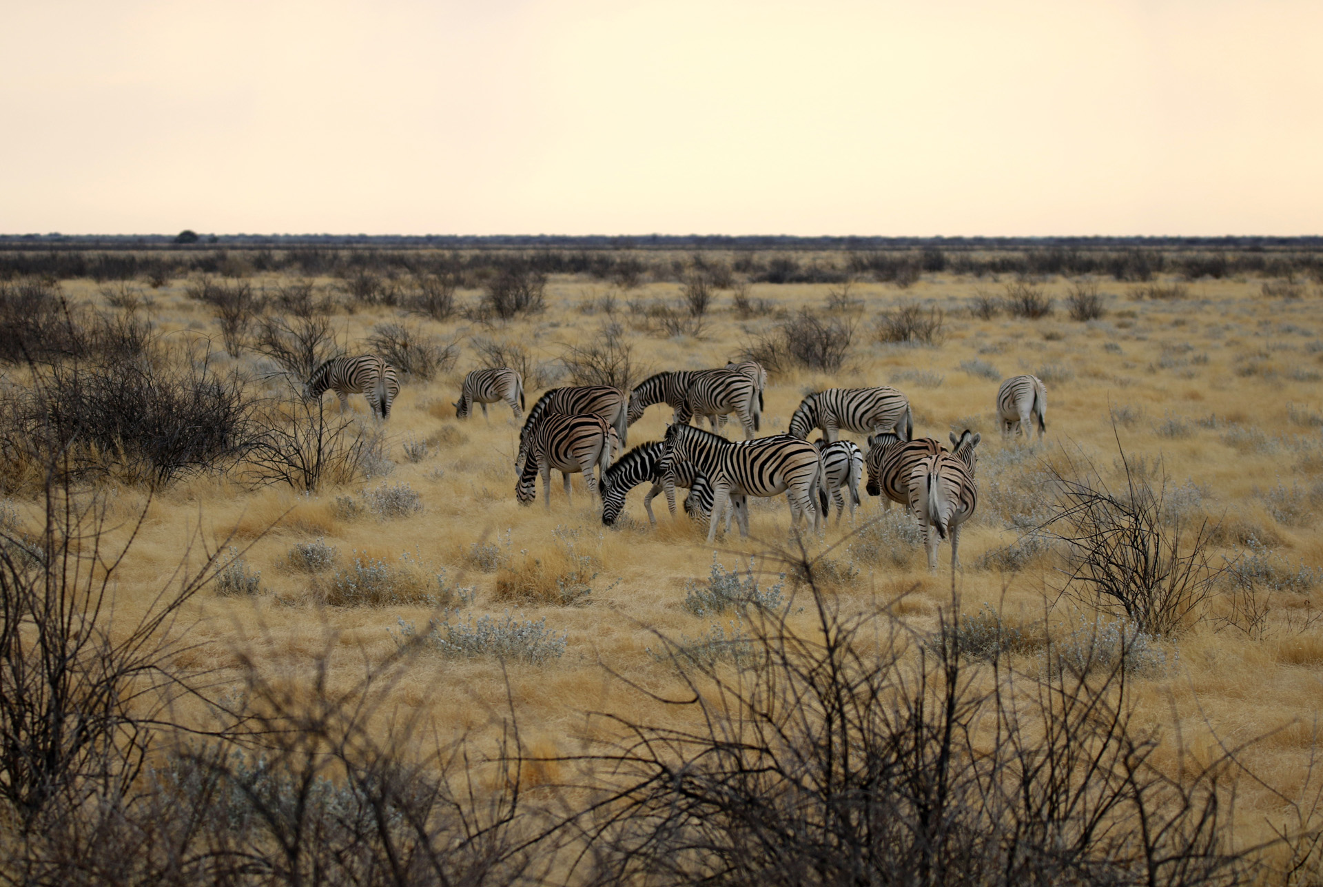 Zebras im Etosha-Nationalpark - Namibia